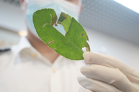 ◎ 拱北關區首次截獲檢疫性有害生物亞洲柑桔黃龍病菌。