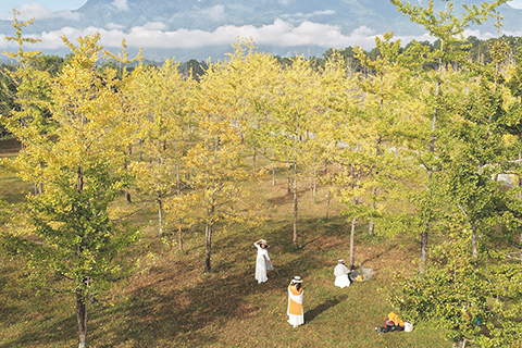 ◎ 十一月十五日,遊人在雲南省騰衝市固東鎮江東村的銀杏林遊玩(無人機照片)。(新華社發 龔祖金 攝)