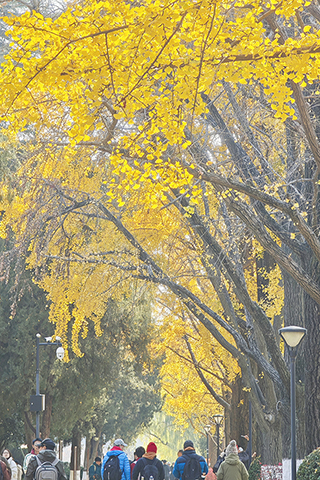 ◎ 十二月三日,南京迎來晴好天氣,暖陽為銀杏「鍍」金,渲染出初冬時節的繽紛色彩。(中新社記者 泱波 攝)