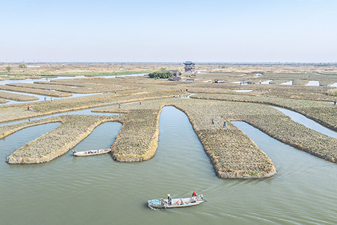 ◎ 十二月六日,農民在江蘇省興化市千垛景區給油菜澆水(無人機照片)。大雪節氣臨近,各地農民搶抓農時開展農業生產。(新華社發 周社根 攝)