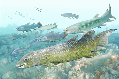 ◎ 雲南古脊魚生態復原圖。(中國科學院古脊椎所供圖)