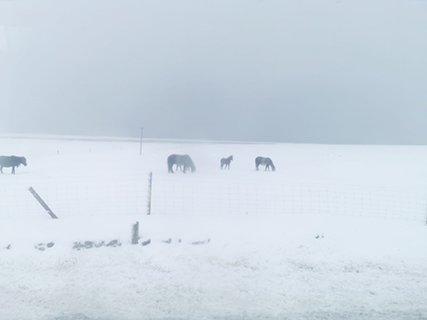 大雪紛飛裡的牲口