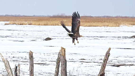 3月6日,白尾海雕北歸至黑龍江省興凱湖畔。(孫海淇 攝)