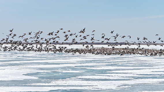 大量候鳥北歸至黑龍江省興凱湖畔。(孫海淇 攝)