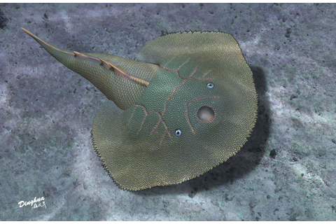 ◎ 短耳鴞甲魚的生態復原圖。(楊定華 繪)