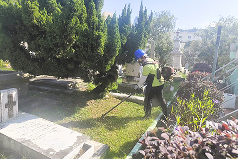 ◎ 人員於執政墳場進行除草。
