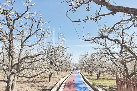 ◎ 四月十日,被譽為「世界第一古梨園」的蘭州市皋蘭縣什川古梨園開啟梨花季。(史靜 攝)