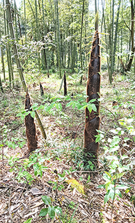 竹山裏,長出高矮不一的春筍。