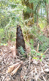 杉樹底下的春筍。