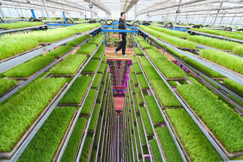 4月初,在華鎮智智能化育秧工廠,工作人員正在查看秧苗長勢。(中新社記者 楊華峰 攝)