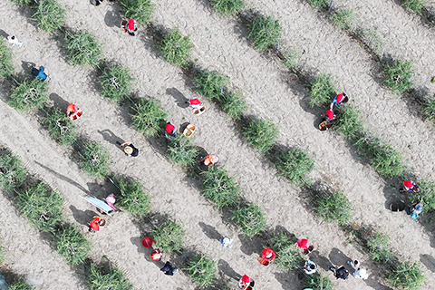 ◎ 六月十四日,寧夏百瑞源殷紅子熟枸杞莊園採摘工在枸杞地裡採摘頭茬枸杞(無人機照片)。