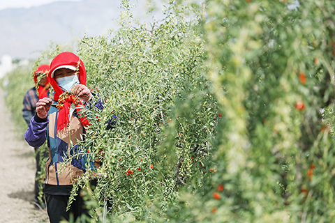 ◎ 六月十四日,寧夏百瑞源殷紅子熟枸杞莊園採摘工在枸杞地裡採摘頭茬枸杞。