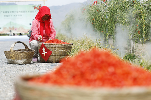 ◎ 六月十四日,寧夏百瑞源殷紅子熟枸杞莊園採摘工在枸杞地裡整理採摘的鮮枸杞。