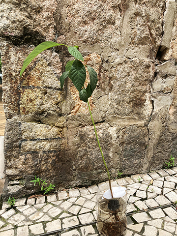 幼苗長出數片真葉,須移植到土盆中了