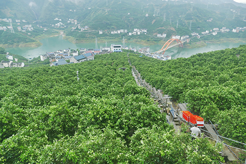 煙燈堡村修建在山坡果林間的單軌運輸機,正在將紅色果箱裡滿載的新鮮臍橙運送下山。(中新社記者 余瑞冬 攝)